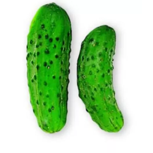 Semences bio de Cornichon Vert fin de Meaux