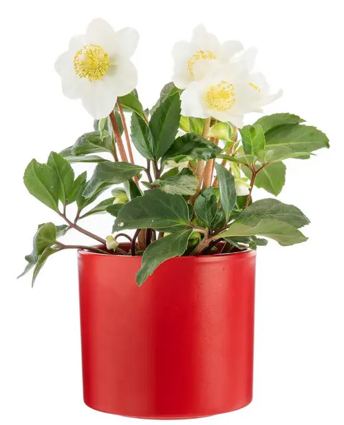 Pour vos aménagements extérieurs：Hellébore cache-pot céramique rouge - Ø 13,5 cm