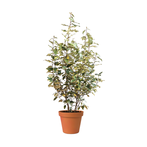 ELEAGNUS X EBBINGEI VIVELEG® - ELEAGNUS PANACHÉ - POT DE 5L