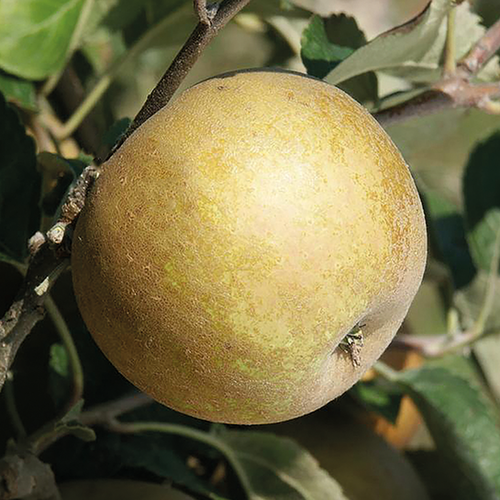 POMMIER 'ANISE' 12L - TRONC 5/7CM