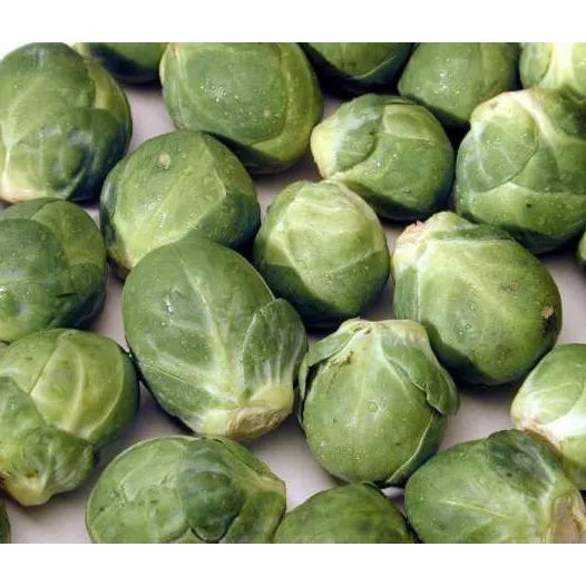 Chou de Bruxelles Groninger | Semences bio et reproductibles