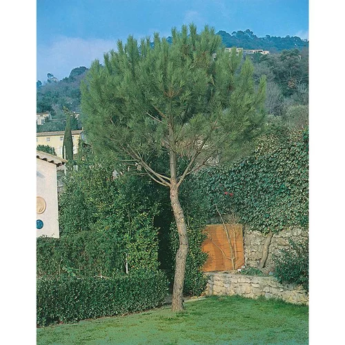 Nature extérieur：Pin Parasol - pot 30 L