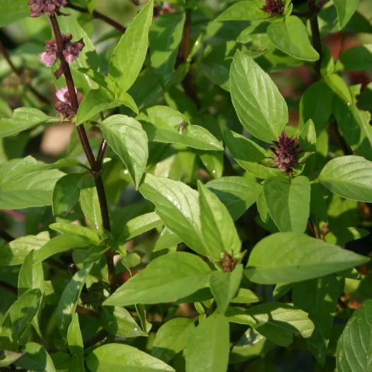 Graines de Basilic Thaï bio | Graines bio d'Aromatiques