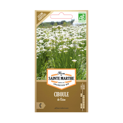 GRAINES CIBOULE DE CHINE BIO