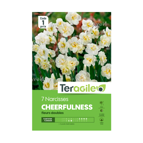BULBES DE NARCISSES 'CHEERFULNESS' FLEURS DOUBLES - TERAGILE® - X7