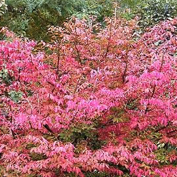 2 x Fusain d'Europe 'Red Cascade' – Euonymus europaeus 'Red Cascade', 50, 60 cm pot