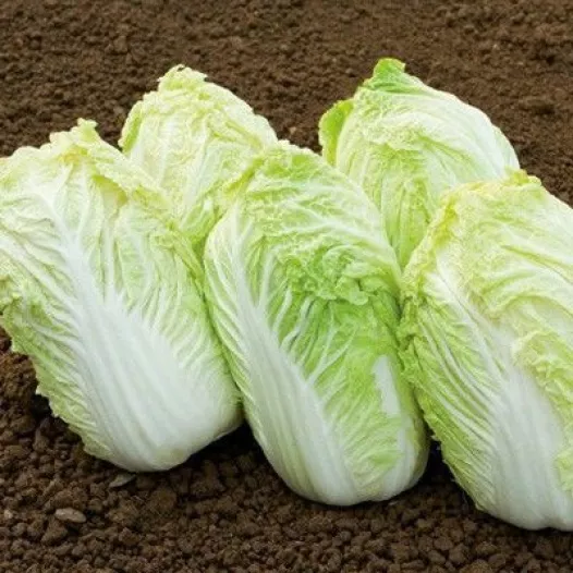 Graines bio de Chou chinois Sativa (type Astuko)