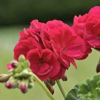 Bien pensé jardin：Géranium zonale - Le pot de 2,5 litres