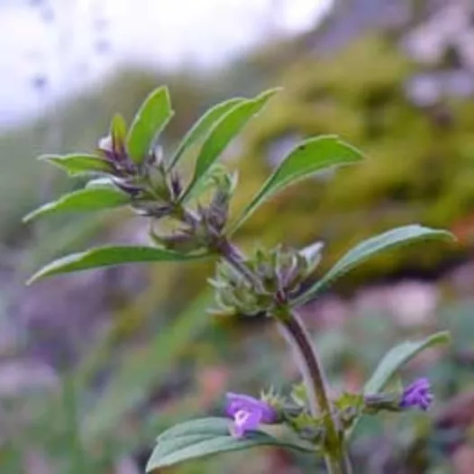 Basilic thym | Aromatiques