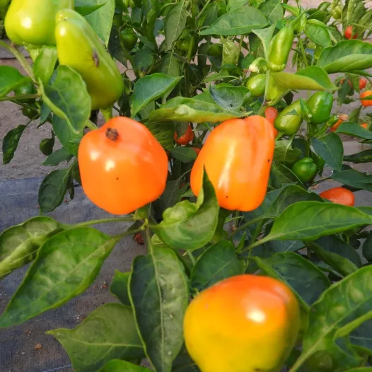 Biologische zaden van Paprika Mini Bell geel