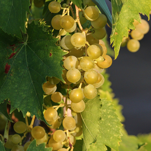 VIGNE DE TABLE ANGELA - POT 3L