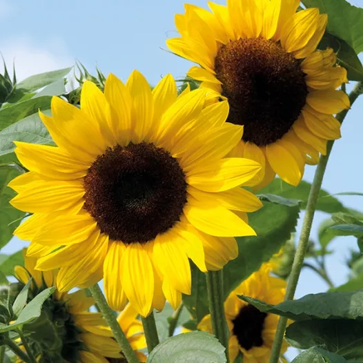 Zonnebloem zaad | Zonnebloem decoratieve mengeling