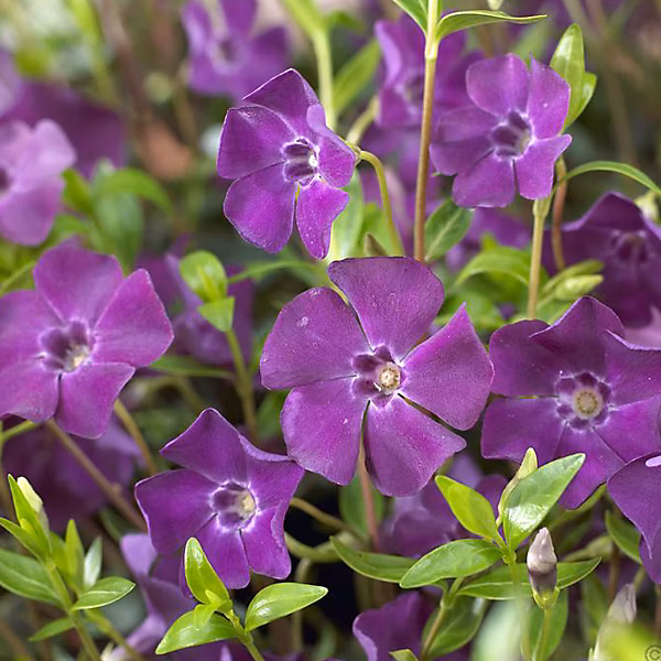 6 x Petite pervenche 'Atropurpurea' – Vinca minor 'Atropurpurea', godet 9cm x 9cm