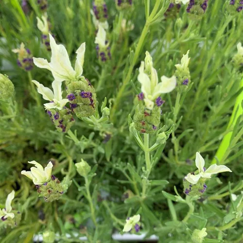 Bien pensé pour le jardin：Lavande Tiara 'Fair 10' - Le pot de 3 litres