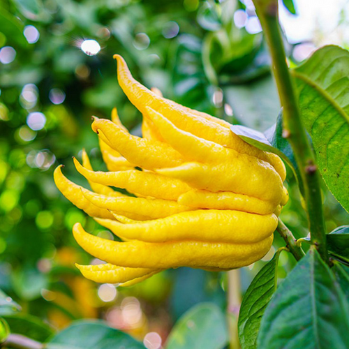 MAIN DE BOUDDHA (CITRUS MEDICA VAR. SARCODACTYLUS) - POT DE 5L - 1/4 TIGE