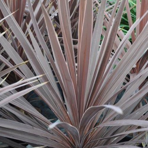 CORDYLINE 'PURPUREA' - POT DE 8L