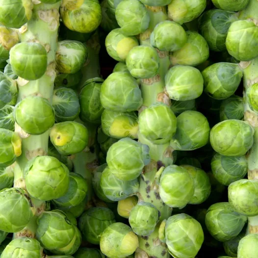Spruitkool Darkmar | Bio en reproduceerbare zaden