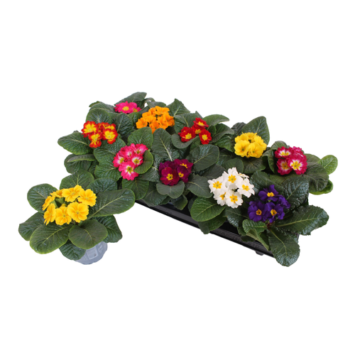 PRIMEVÈRE - PRIMULA ACAULIS - POT Ø11CM
