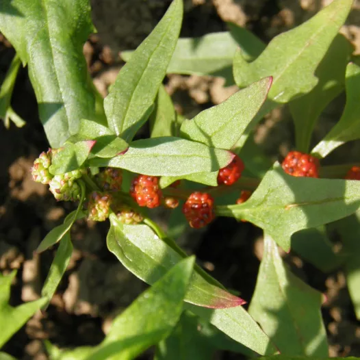 Semences bio et reproductibles d'Epinard Fraise