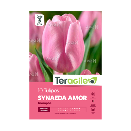 BULBES DE TULIPES 'SYNAEDA AMOR' TRIOMPHE - TERAGILE® - X10