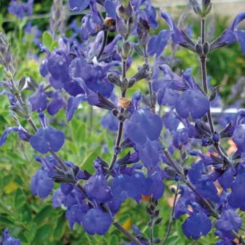 SAUGE GRAHAMII - POT 3L