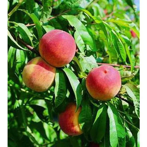Jardin idée：Pecher Grosse Mignonne. En racines nues, forme 1/2 tige