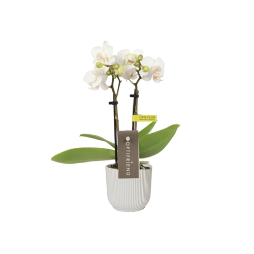 ORCHIDÉE PHALAENOPSIS 'OPTI-FLOR' - POT Ø7CM