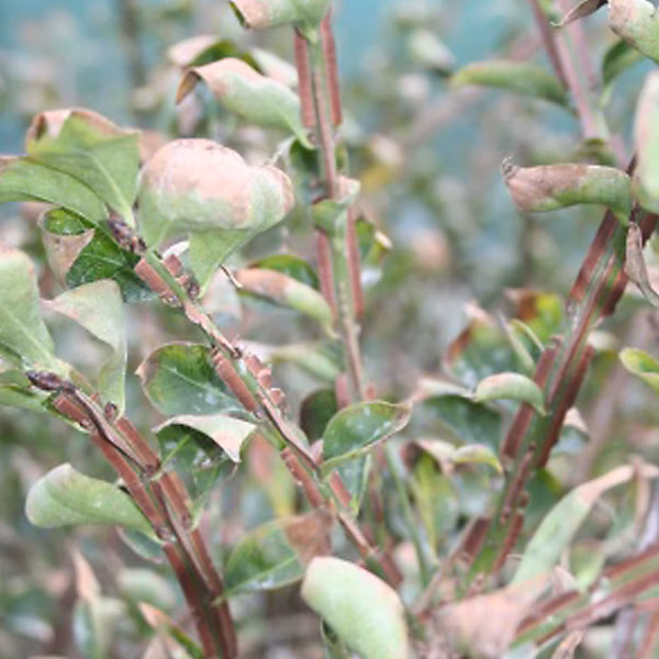 2 x Fusain ailé – Euonymus alatus, 40, 60 cm pot