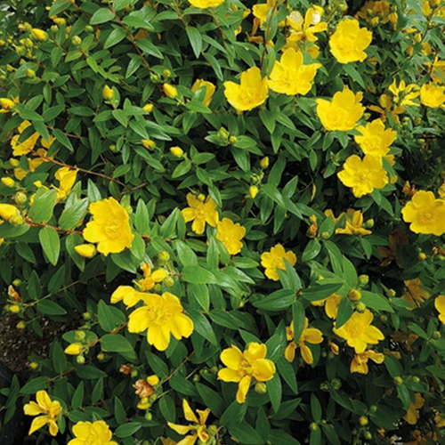 MILLEPERTUIS HIDCOTE - HYPERICUM - POT 4,5L