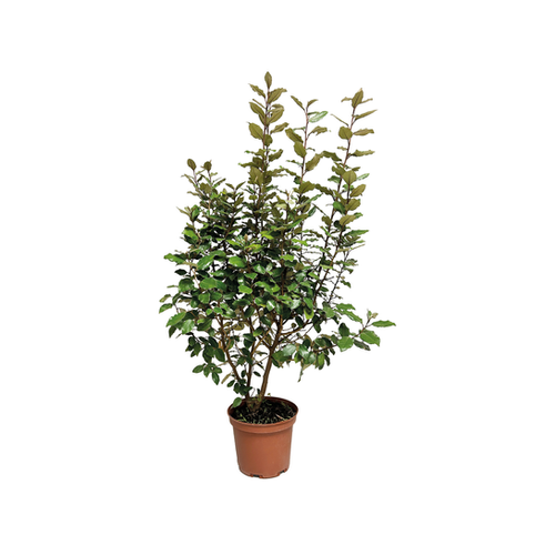 CHALEF DE EBBING - ELAEAGNUS X EBBINGEI - POT 5L - H80/100CM
