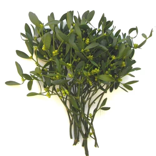 Essentiel pour le jardin:Bouquet de branches de gui vert pour décoration de Noël