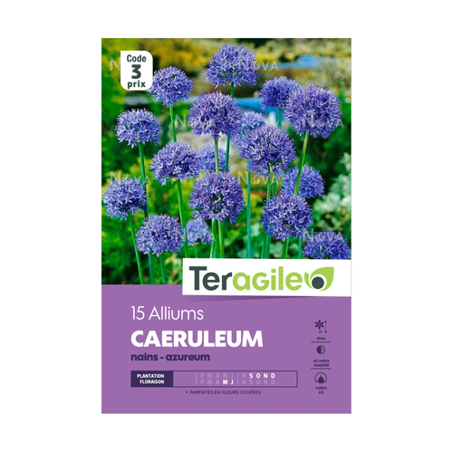 BULBES D'ALLIUMS 'CAERULEUM' NAINS - AZUREUM - TERAGILE® - X15