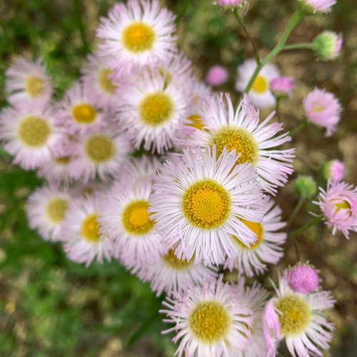 VERGERETTE - ERIGERON - POT 2L