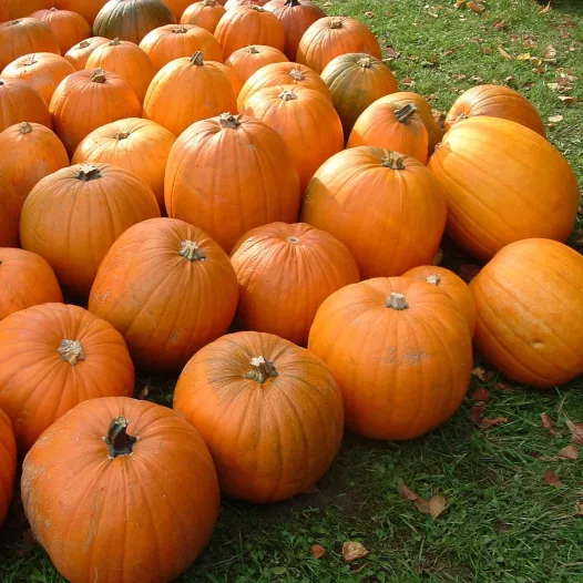 Semences biologiques de Courge Jack O'Lanterne