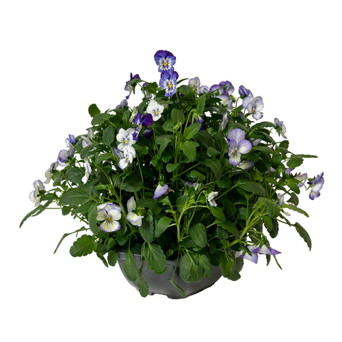 CORNUTA EN COUPE - 23CM