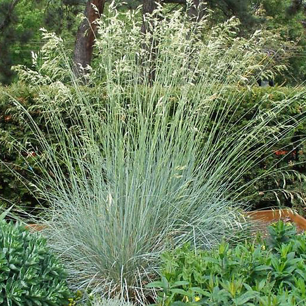 6 x Avoine bleue 'Saphirsprudel' | Helictotrichon sempervirens 'Saphirsprudel' – godet 9cm x 9cm