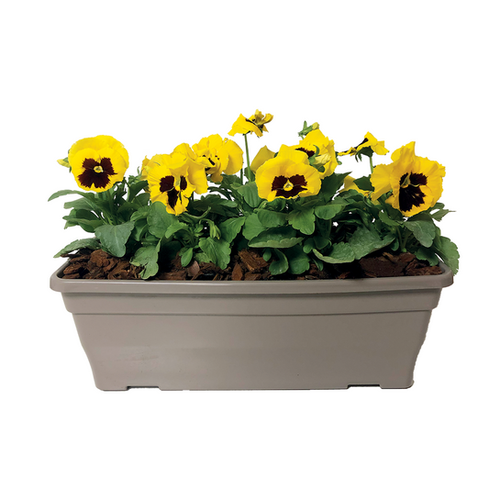 JARDINIÈRE DE PENSÉES - LONGUEUR 40CM