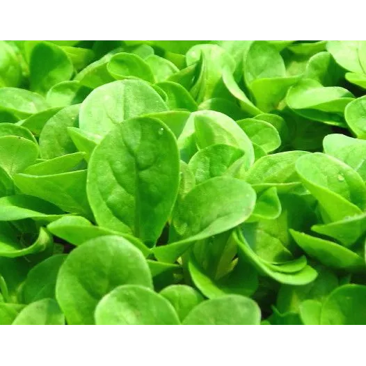 Biologische zaden van Veldsla Groen met volle Hart