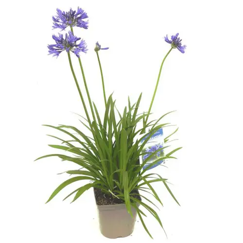 Jardin confort：Agapanthe "Peter Pan". Le pot de 2 litres