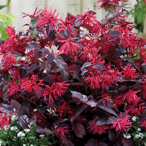 LOROPÉTALE DE CHINE - POT DE 3L