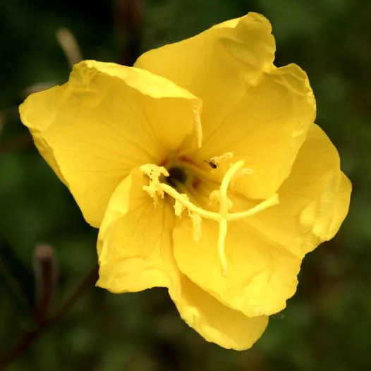 Bio zaden van Teunisbloem