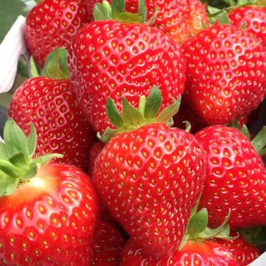 Plants bio : Fraisier Belrubi -25 plants-