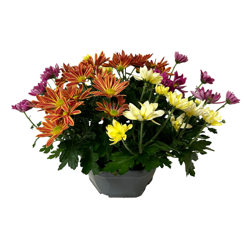 CHRYSANTHÈME MULTI - COUPE 25CM