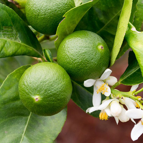 CITRONNIER VERT / LIME (CITRUS AURANTIFOLIA) - POT DE 5L - 1/4 TIGE