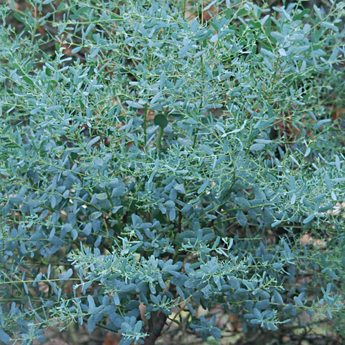 EUCALYPTUS FRANCE BLEU® 7L - H80/100CM