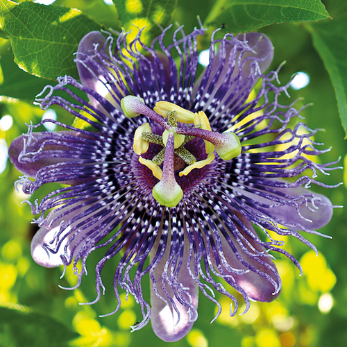PASSIFLORE - FATA CONFETTO - POT DE 4L