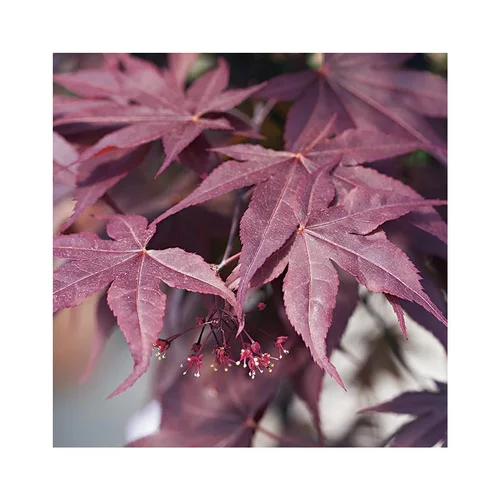 Jardin passion：Erable du Japon (ACER PALMATUM BLOODGOOD ) Le pot de 7 litres