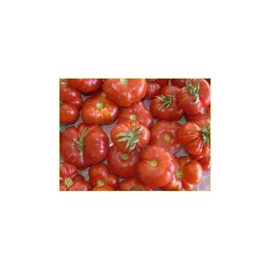 Biologische zaden van Kerstomaat Calabash rood