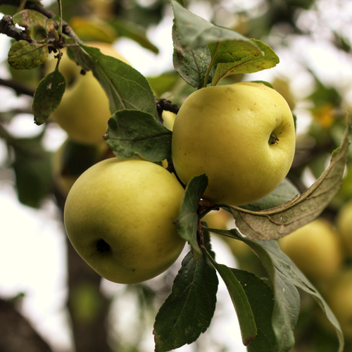 POMMIER GOLDEN DELICIOUS - 1/2 TIGE 6/8 - POT 12L