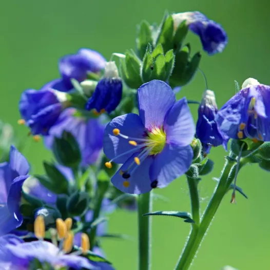 Polemonium bleu | Semences de Fleurs